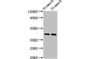 Western Blot Positive WB detected in: Rat stomach tissue, Mouse stomach tissue All lanes: POU3F1 antibody at 3 μg/mL Secondary Goat polyclonal to rabbit IgG at 1/50000 dilution Predicted band size: 46 kDa Observed band size: 46 kDa (POU3F1 anticorps  (AA 59-257))