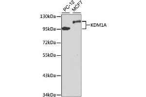 Western blot analysis of extracts of various cell lines, using KDM1A antibody. (LSD1 anticorps)
