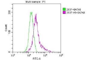 anti-V5 Epitope Tag antibody