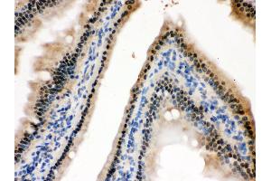 Anti- HINT1 Picoband antibody, IHC(P) IHC(P): Mouse Intestine Tissue