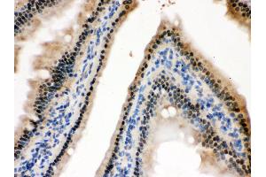 Anti- HINT1 Picoband antibody, IHC(P) IHC(P): Mouse Intestine Tissue (HINT1 anticorps  (Middle Region))