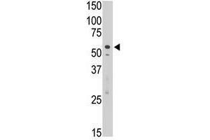 Image no. 1 for anti-Sialic Acid Binding Ig-Like Lectin 7 (SIGLEC7) (C-Term) antibody (ABIN357160) (SIGLEC7 anticorps  (C-Term))