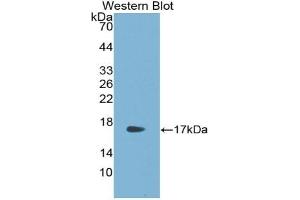 Detection of Recombinant RSPO1, Human using Polyclonal Antibody to R-Spondin 1 (RSPO1) (RSPO1 anticorps  (AA 21-135))