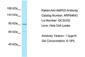 Western Blotting (WB) image for anti-Adenosine Monophosphate Deaminase 2 (AMPD2) (N-Term) antibody (ABIN970103) (AMPD2 anticorps  (N-Term))