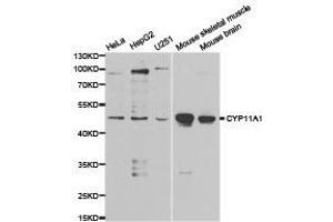 Western Blotting (WB) image for anti-Cytochrome P450, Family 11, Subfamily A, Polypeptide 1 (CYP11A1) antibody (ABIN1872152) (CYP11A1 anticorps)