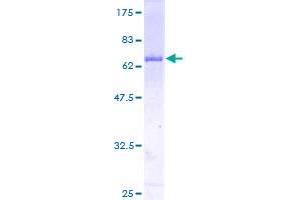 Image no. 1 for Signal Transducer and Activator of Transcription 5B (STAT5B) (AA 1-390) protein (GST tag) (ABIN1321604)