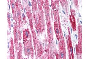 anti-Potassium Channel Tetramerisation Domain Containing 13 (KCTD13) (AA 26-75) antibody