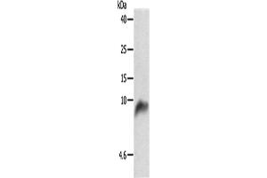 Western Blotting (WB) image for anti-Cytochrome C Oxidase Subunit VIIb (COX7B) antibody (ABIN2427629)