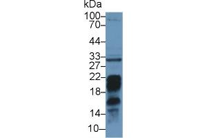 Detection of PDL2 in Mouse Liver lysate using Polyclonal Antibody to Programmed Cell Death Protein 1 Ligand 2 (PDL2) (PDCD1LG2 anticorps  (AA 36-219))
