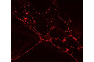 Indirect immunostaining of cultured hippocampus neurons (dilution 1 : 200). (SV2A anticorps  (AA 2-17))