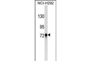 Western blot analysis in NCI-H292 cell line lysates (35ug/lane). (TGM3 anticorps  (C-Term))