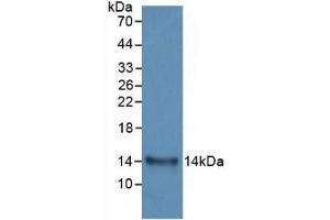 Western Blot; Sample: Recombinant IL33, Human. (IL-33 anticorps  (AA 112-270))