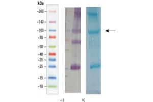 a) Western blot of purified RBD-Rabbit.