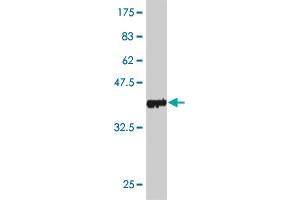Western Blot detection against Immunogen (36.