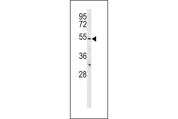 BPI Antikörper  (AA 293-324)
