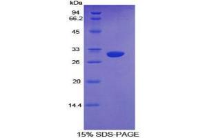 SDS-PAGE analysis of Mouse Cytochrome P450 1A1 Protein. (CYP1A1 Protéine)