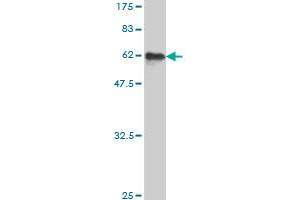 Western Blot detection against Immunogen (57. (PIH1D1 anticorps  (AA 1-290))