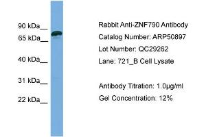 WB Suggested Anti-ZNF790  Antibody Titration: 0. (ZNF790 anticorps  (N-Term))