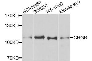 Western blot analysis of extracts of various cell lines, using CHGB antibody. (CHGB anticorps)