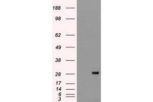 Western Blotting (WB) image for anti-Fibroblast Growth Factor 2 (Basic) (FGF2) (AA 10-155) antibody (ABIN1490784) (FGF2 anticorps  (AA 10-155))
