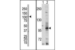 (LEFT)Western blot analysis of anti-EphA7 Pab in NCI-H460 cell lysate. (EPH Receptor A7 anticorps  (C-Term))