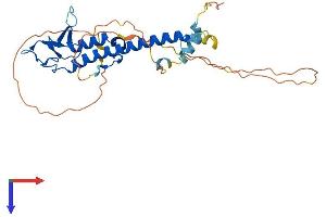 AlphaFold protein structure predicition of Mouse Recombinant Rph3al Protein, UniprotID Q768S4