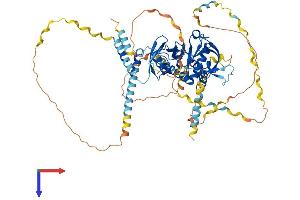 AlphaFold protein structure predicition of Human Recombinant APBB1IP Protein, UniprotID Q7Z5R6