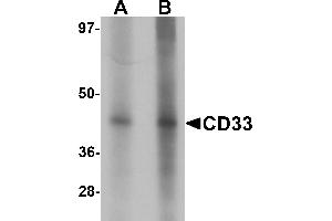 Western blot analysis of CD33 in 3T3 cell lysate with CD33 antibody at (A) 1 and (B) 2 µg/mL. (CD33 anticorps  (Middle Region))