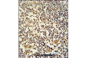 MAML3 Antibody immunohistochemistry analysis in formalin fixed and paraffin embedded human lymphnode followed by peroxidase conjugation of the secondary antibody and DAB staining.
