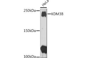 Western blot analysis of extracts of HeLa cells, using KDM3B Rabbit pAb (ABIN1680577, ABIN3015976, ABIN3015977 and ABIN6219483) at 1:1000 dilution.