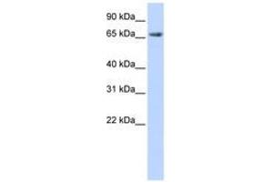 Image no. 1 for anti-Discs, Large Homolog 3 (DLG3) (AA 108-157) antibody (ABIN6740838)