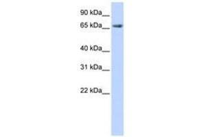 Image no. 1 for anti-Discs, Large Homolog 3 (DLG3) (AA 108-157) antibody (ABIN6740838) (DLG3 anticorps  (AA 108-157))