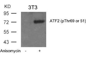 Western blot analysis of extracts from 3T3 cells untreated or treated with Anisomycin using ATF2(Phospho-Thr69 or 51) Antibody. (ATF2 anticorps  (pThr69))