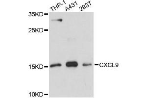 Western blot analysis of extracts of various cell lines, using CXCL9 antibody (ABIN6291934) at 1:3000 dilution. (CXCL9 anticorps)