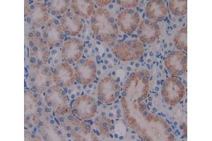 IHC-P analysis of kidney tissue, with DAB staining. (alpha Adducin anticorps  (AA 388-560))