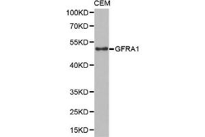Western Blotting (WB) image for anti-GDNF Family Receptor alpha 1 (GFRA1) (AA 25-280) antibody (ABIN6219934) (GFRA1 anticorps  (AA 25-280))