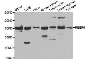 Western blot analysis of extracts of various cell lines, using RBBP5 antibody. (RBBP5 anticorps)