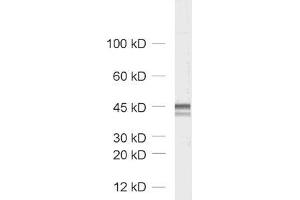 dilution: 1 : 1000, sample: rat brain homogenate (Homer 1/2/3 (N-Term) anticorps)