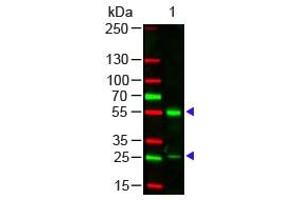 Human IgG (H&L) Antibody 549 Conjugated Western Blot. (Chèvre anti-Humain IgG Anticorps (DyLight 549) - Preadsorbed)