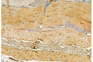 ABIN6266079 and ABIN6272868 at 1/100 staining Mouse skin tissue by IHC-P. (YME1L1 anticorps  (C-Term))