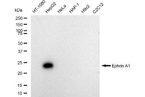 Western blotting analysis using Ephrin A1 antibody (ABIN7798457). (Recombinant Ephrin A1 anticorps)