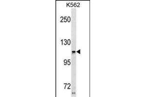 USH1C Antibody (N-term) (ABIN1881984 and ABIN2838647) western blot analysis in K562 cell line lysates (35 μg/lane). (USH1C anticorps  (N-Term))