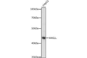 Western blot analysis of extracts of HepG2 cells, using ML antibody (ABIN7268406) at 1:1000 dilution. (MAS1L anticorps  (AA 1-70))