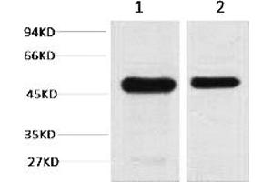 Western blot analysis of 1) Mouse Brain Tissue, 2) Rat Brain tissue, diluted at 1:2000.