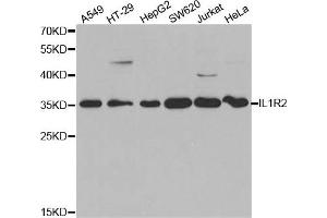 Western Blotting (WB) image for anti-Interleukin 1 Receptor, Type II (IL1R2) antibody (ABIN1875419) (IL1R2 anticorps)
