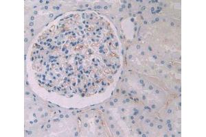 IHC-P analysis of kidney tissue, with DAB staining. (HPR anticorps  (AA 30-85))