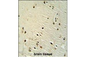XRCC6 antibody (Center) (ABIN651281 and ABIN2840168) immunohistochemistry analysis in formalin fixed and paraffin embedded human brain tissue followed by peroxidase conjugation of the secondary antibody and DAB staining.