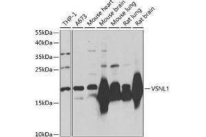 Western blot analysis of extracts of various cell lines, using VSNL1/VILIP-1 Antibody (ABIN3016717, ABIN3016718, ABIN3016719 and ABIN6219826) at 1:1000 dilution. (VSNL1 anticorps  (AA 1-191))
