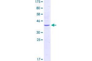 Image no. 1 for Toll-Like Receptor 5 (TLR5) (AA 351-450) protein (GST tag) (ABIN1322882)