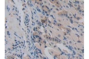 Detection of NUP85 in Mouse Stomach Tissue using Polyclonal Antibody to Nucleoporin 85 (NUP85) (NUP85 anticorps  (AA 418-653))